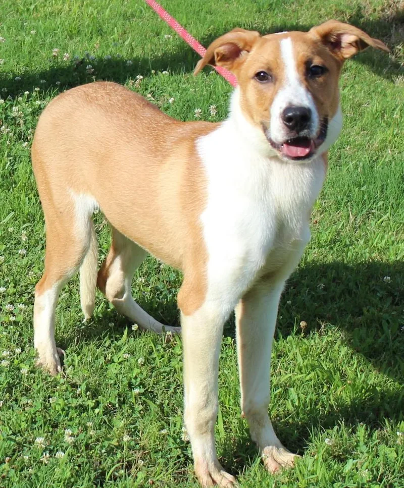 A baby medium-sized male Apricot / Beige Collie dog named Andy for adoption in Claremore, OK