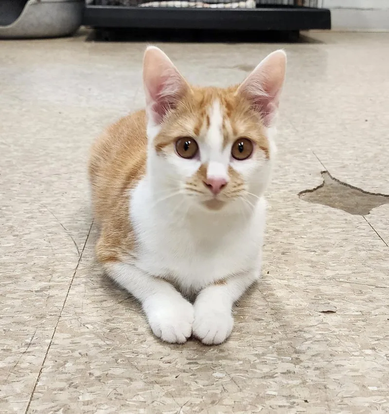 A young medium-sized female Domestic Short Hair cat named Dani for adoption in Washingtonville, NY
