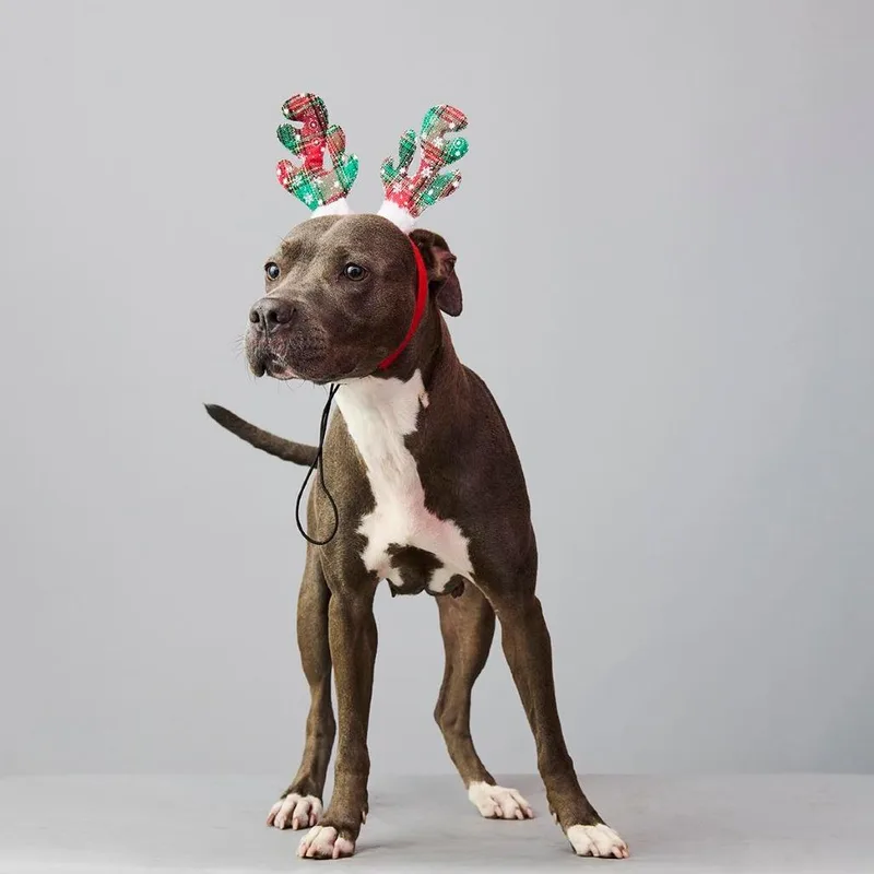 A senior medium-sized female Gray / Blue / Silver American Staffordshire Terrier dog named Malia for adoption in Long Island City, NY
