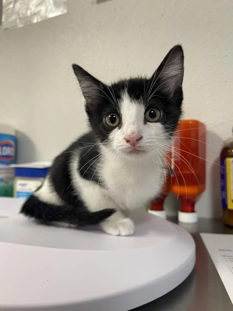 A baby medium-sized male Domestic Short Hair cat named Alfredo for adoption in Bolivar, MO