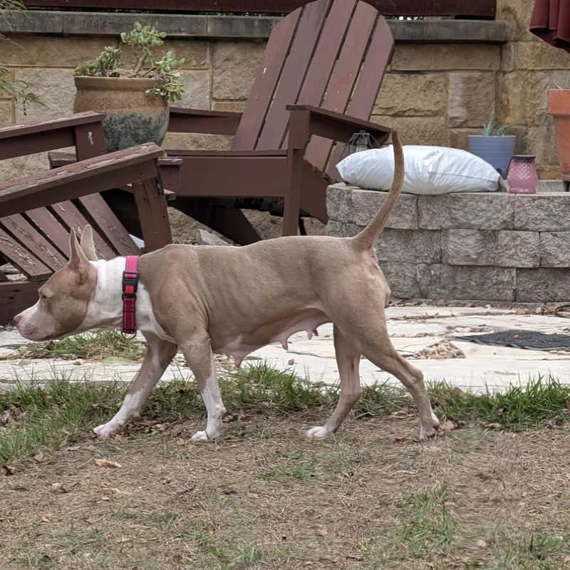 An adult medium-sized female American Staffordshire Terrier dog named Coco for adoption in Martinez, CA