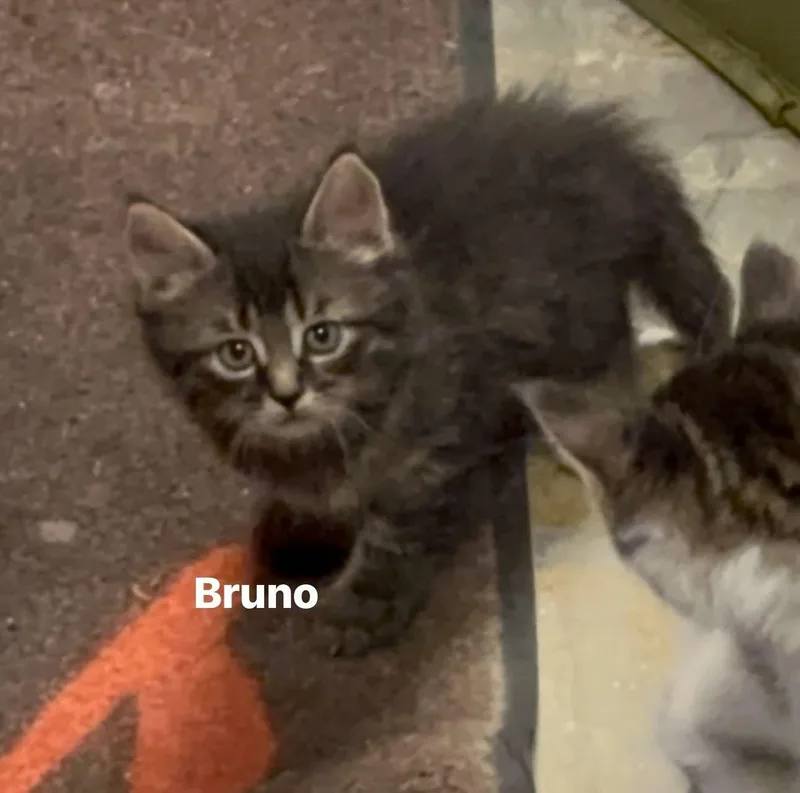 A baby medium-sized male Gray & White Domestic Short Hair cat named Bruno for adoption in Byrdstown, TN