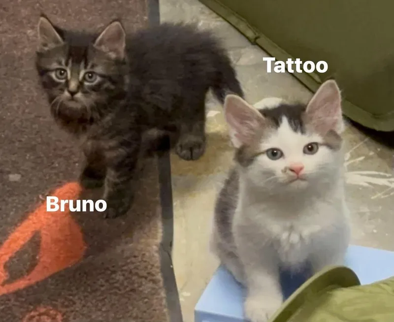 Bruno thumbnail 2
