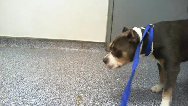 A senior medium-sized male Pit Bull Terrier dog named King for adoption in Charlotte, NC