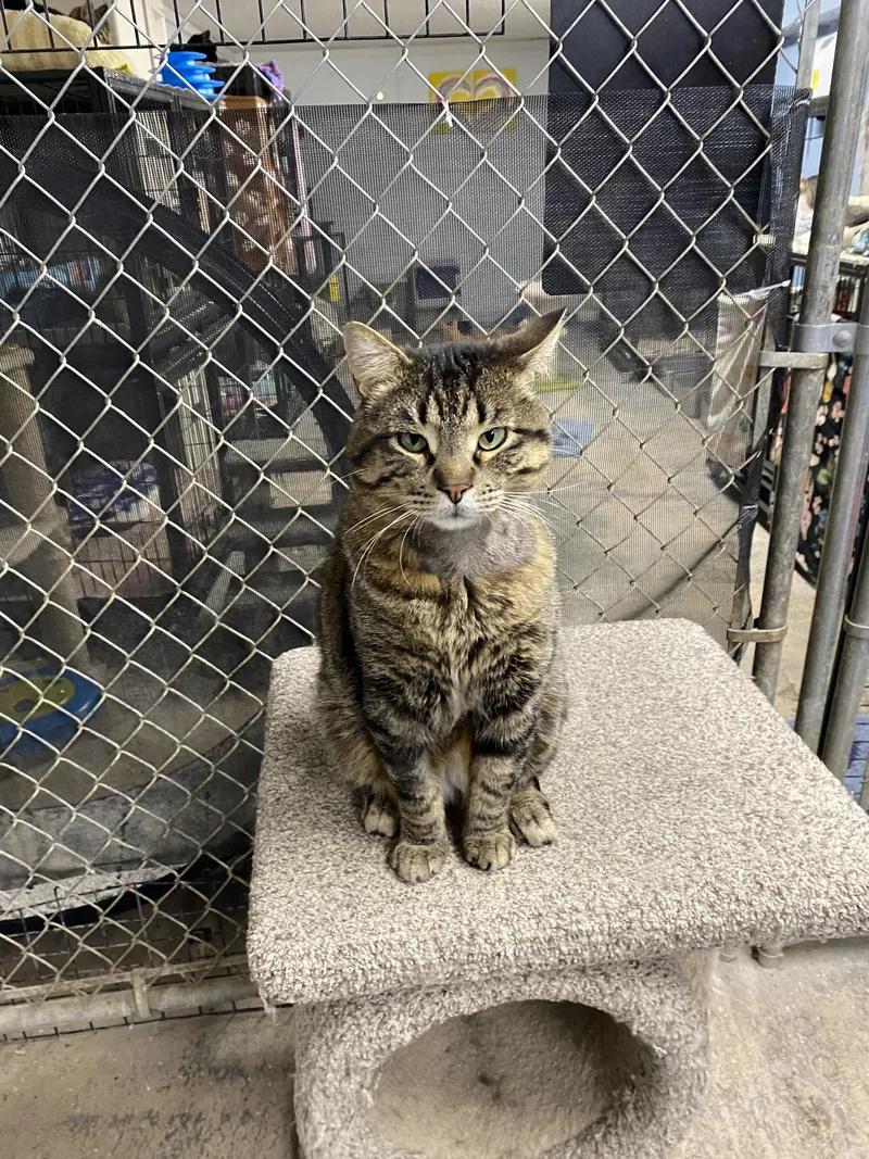 A young medium-sized male Tabby (Brown / Chocolate) Tabby cat named Lucky for adoption in New Richmond, WI