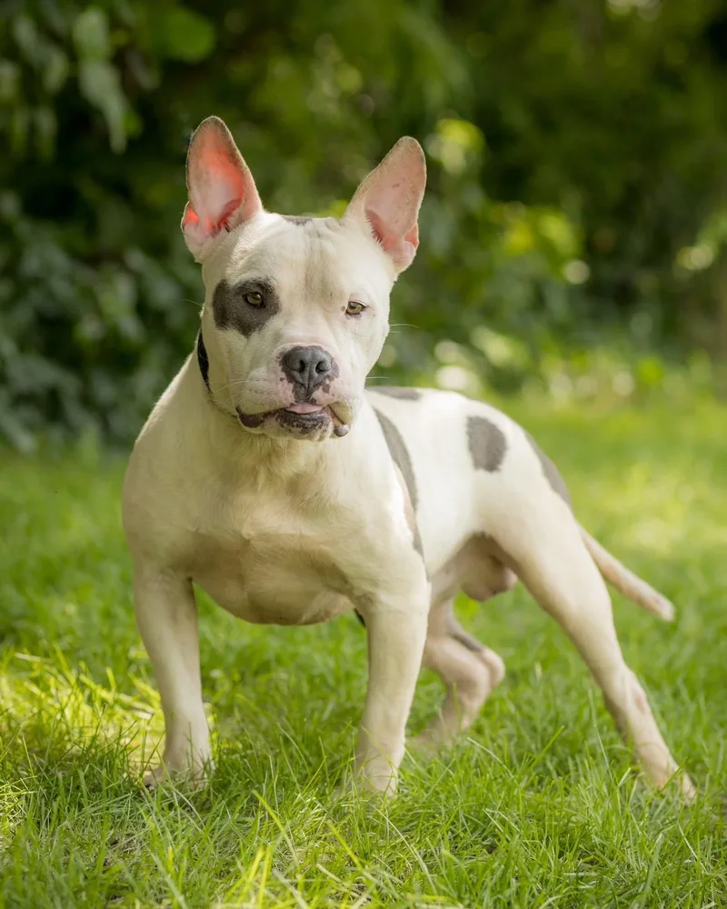 An adult medium-sized male American Bully dog named Big Dipper for adoption in Bridgeport, CT