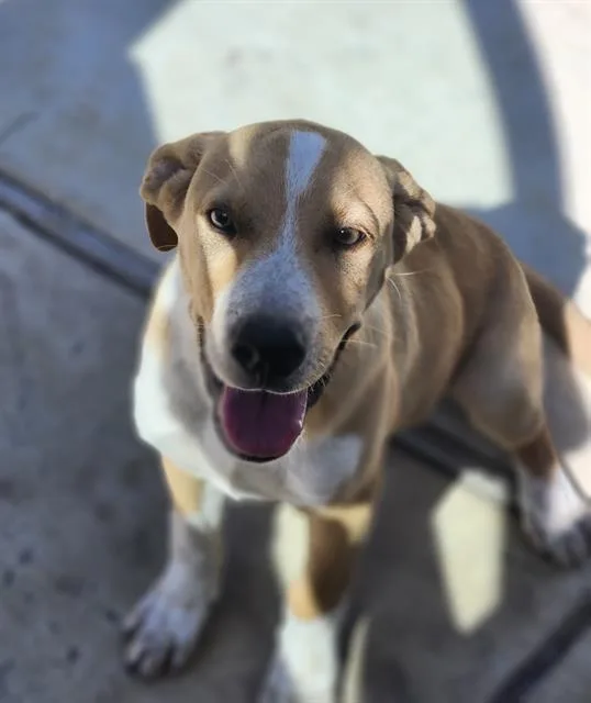 A baby medium-sized male Labrador Retriever dog named Jimbles for adoption in San Antonio, TX