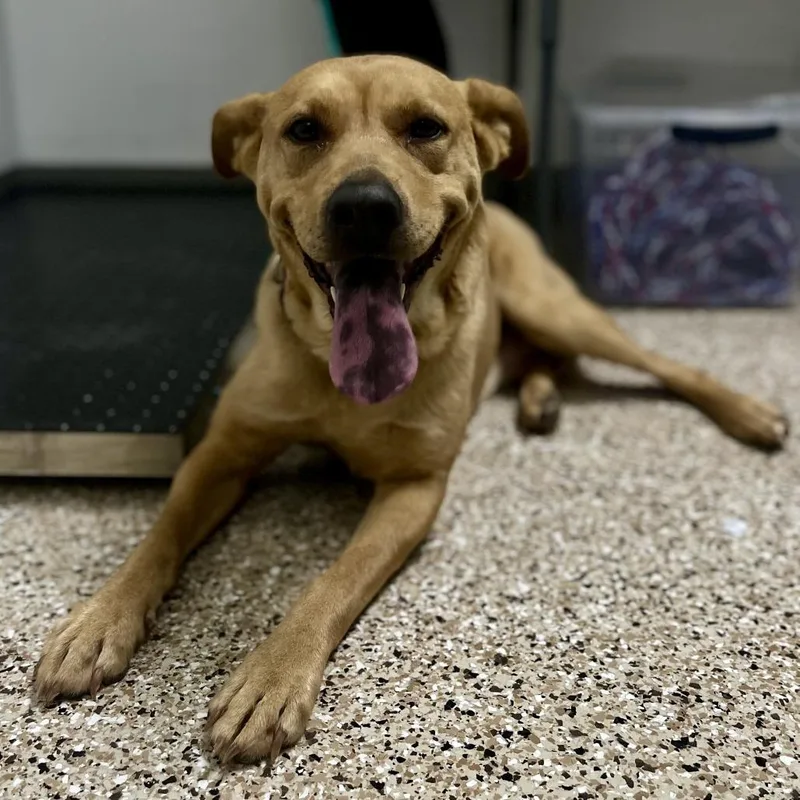 An adult large-sized female Golden Pit Bull Terrier dog named Sadie for adoption in Bullhead City, AZ
