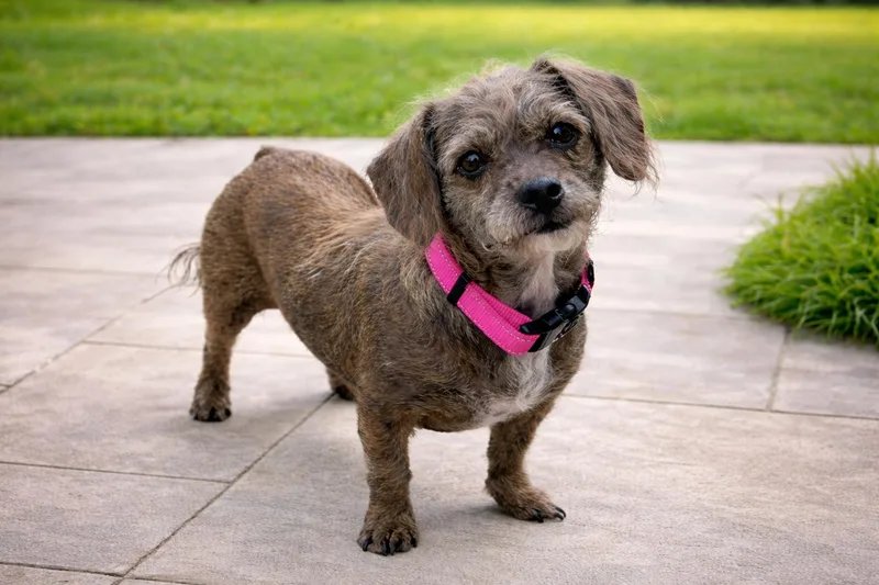 An adult small-sized female Brindle Shih Tzu dog named Ursula for adoption in Humble, TX