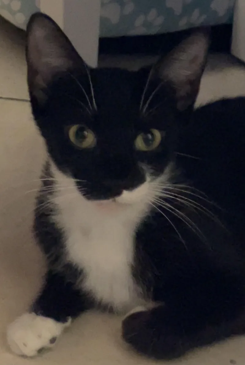 A young medium-sized female Domestic Short Hair cat named Ava for adoption in South Pasadena, CA