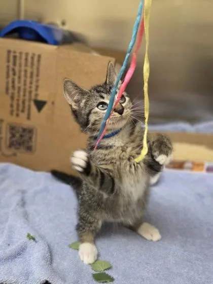 A baby small-sized male Domestic Short Hair cat named Green for adoption in Westland, MI
