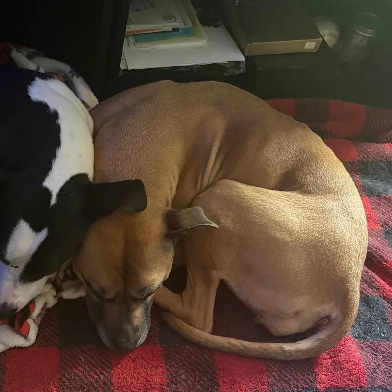 A senior medium-sized female Mixed Breed dog named Misha for adoption in Columbia, MO