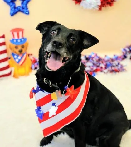 A senior medium-sized female Black Mixed Breed dog named Lola for adoption in Hamilton, OH