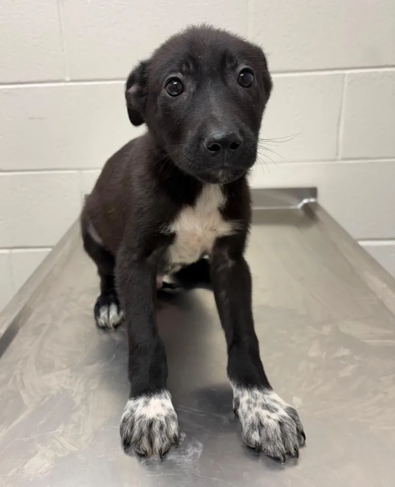 A baby large-sized male Border Collie dog named Lamar AC for adoption in Greeneville, TN