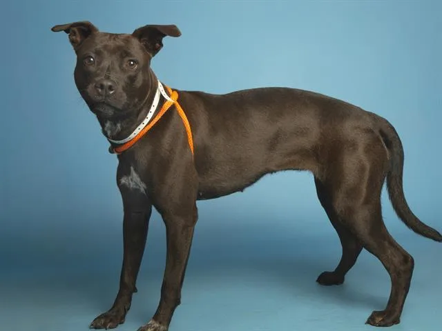 A young medium-sized female Pit Bull Terrier dog named Jasmine for adoption in Phoenix, AZ
