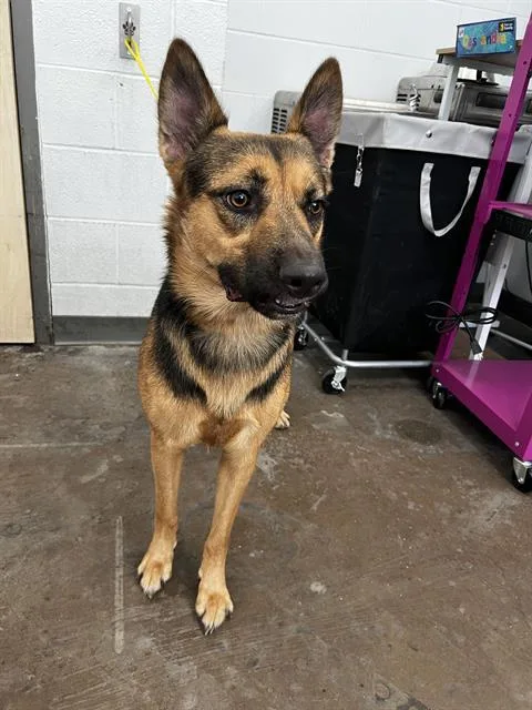 A young large-sized male Mixed Breed dog named Akuma for adoption in Dallas, TX