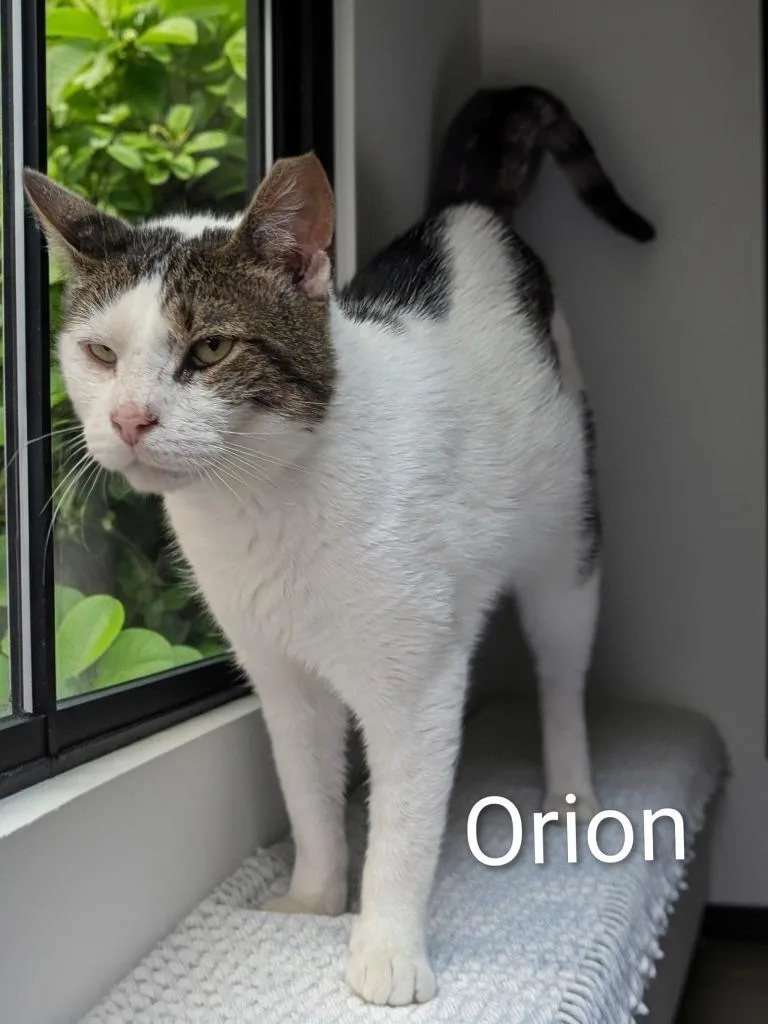 An adult medium-sized male Domestic Short Hair cat named Orion for adoption in Jim Thorpe, PA
