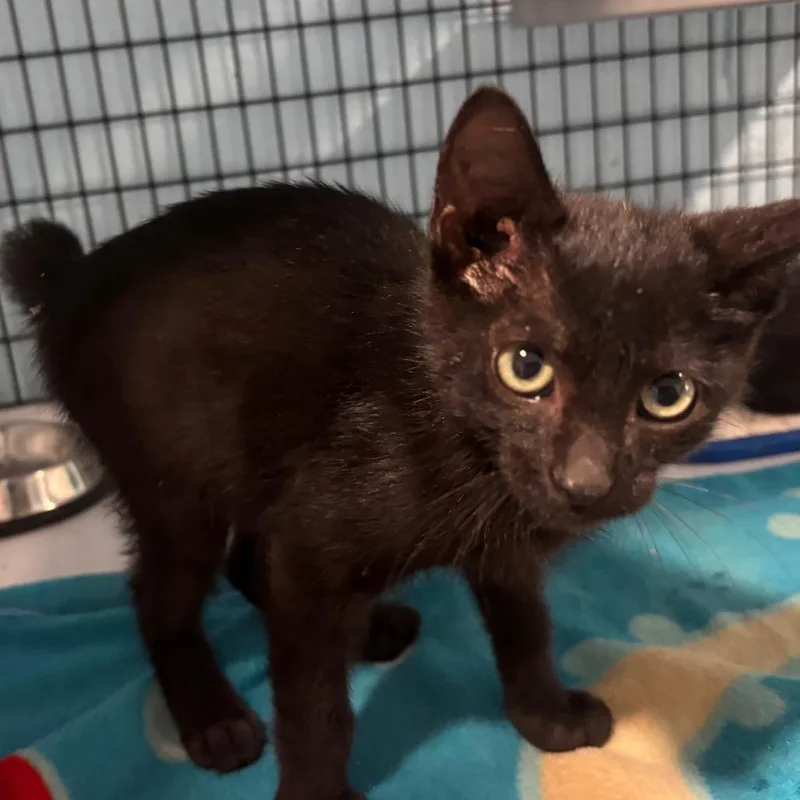 A young small-sized male Black Domestic Short Hair cat named Bobbi for adoption in Gordonsville, TN