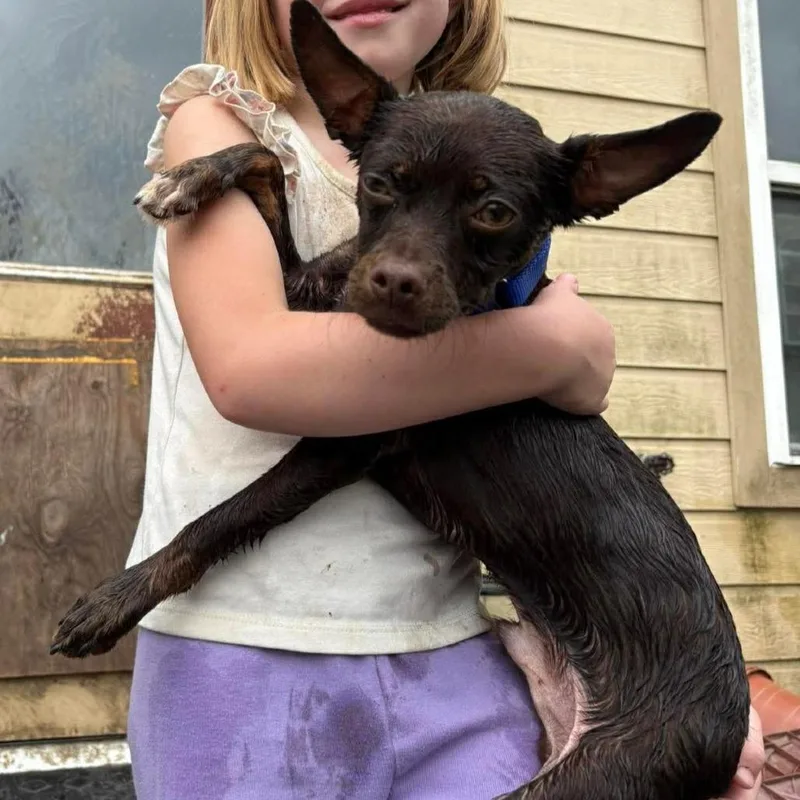 A baby small-sized male Black Chihuahua dog named Coleman Arriving  D for adoption in Princeton, MN