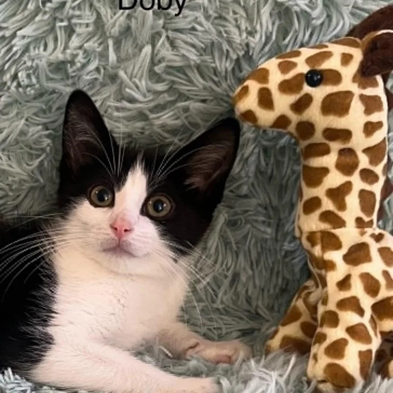 Baby Doby