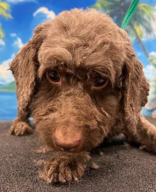 An adult small-sized female Cockapoo dog named Tracy for adoption in Westminster, MD