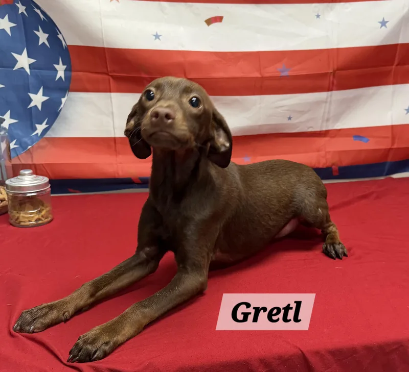 A baby medium-sized female Brown / Chocolate Dachshund dog named Gretl for adoption in Urbana, OH