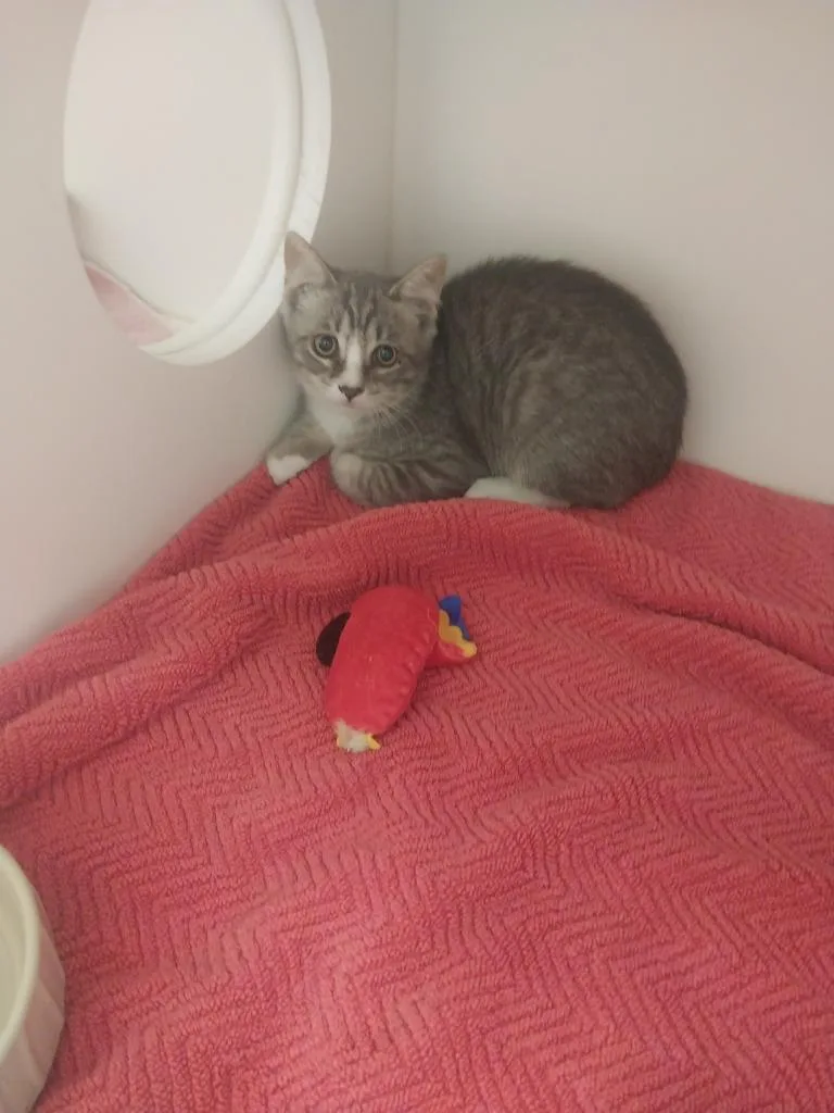 A baby small-sized female Domestic Short Hair cat named Squash for adoption in Oxford, NC