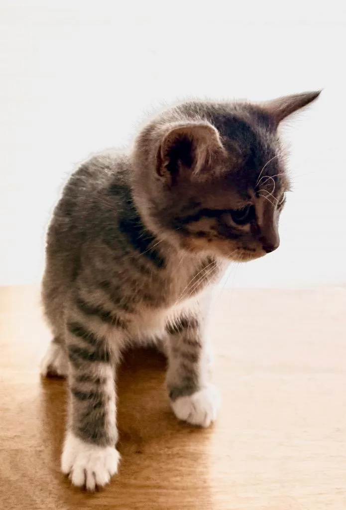 A baby medium-sized male Domestic Short Hair cat named Arthur for adoption in New York, NY