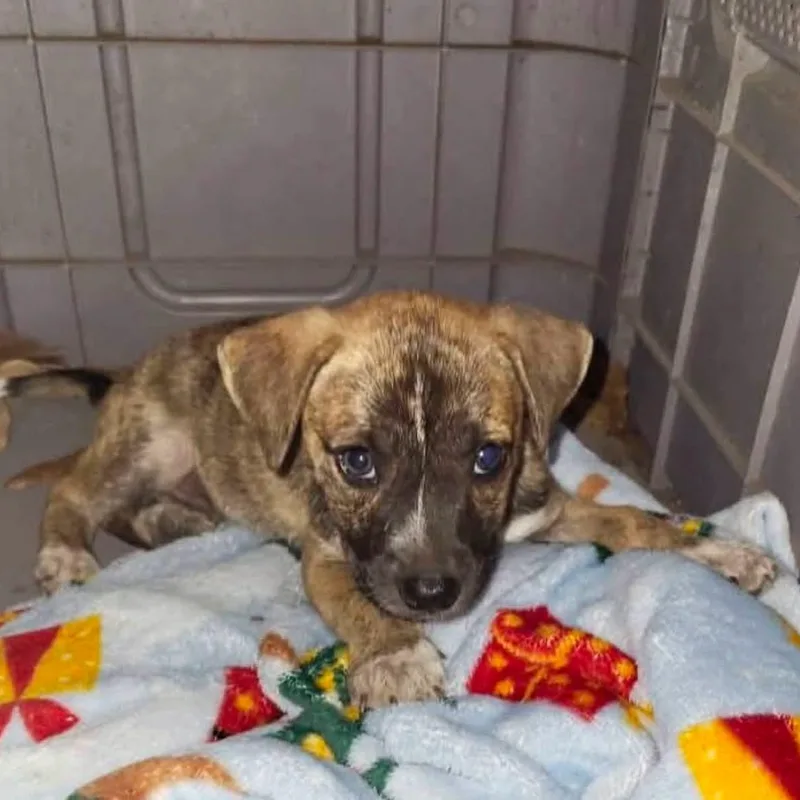 A baby medium-sized male Boxer dog named Auggie for adoption in PLAINFIELD, CT