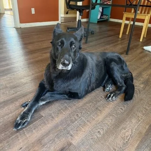 Bella