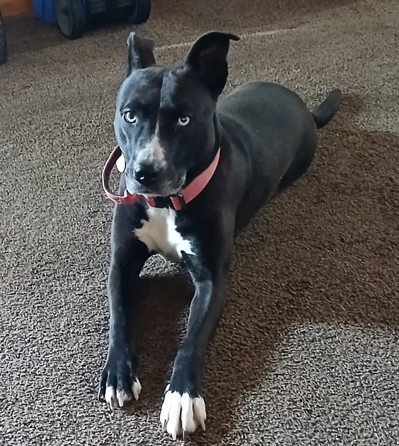 An adult medium-sized female Black Pit Bull Terrier dog named Gypsy  Courtesy Listing for adoption in Attica, MI