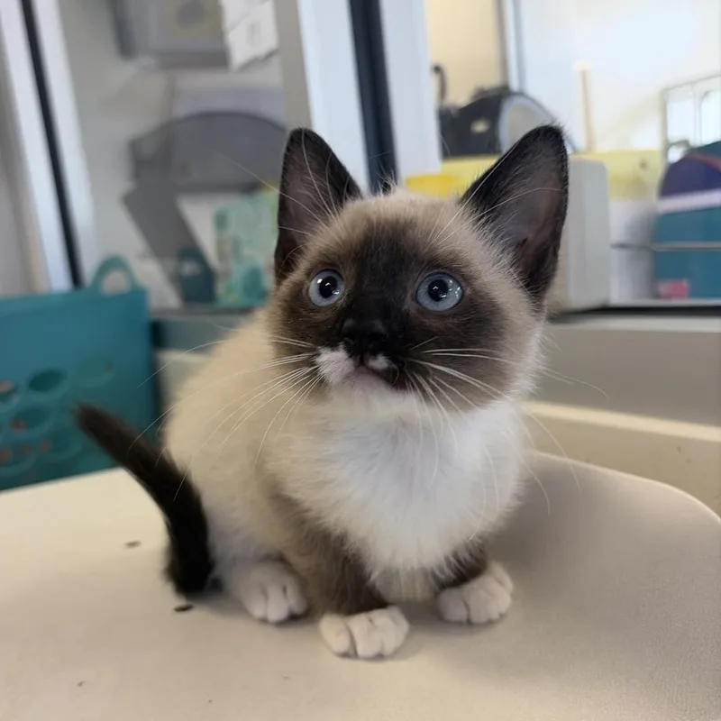 A baby small-sized male Seal Point Snowshoe cat named Thor for adoption in Rifle, CO