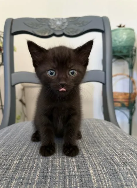 Suki