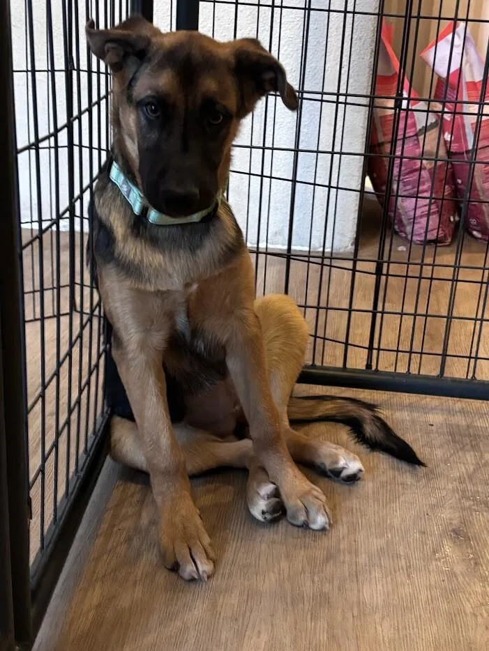 A young large-sized female German Shepherd Dog dog named Raina for adoption in renton, WA