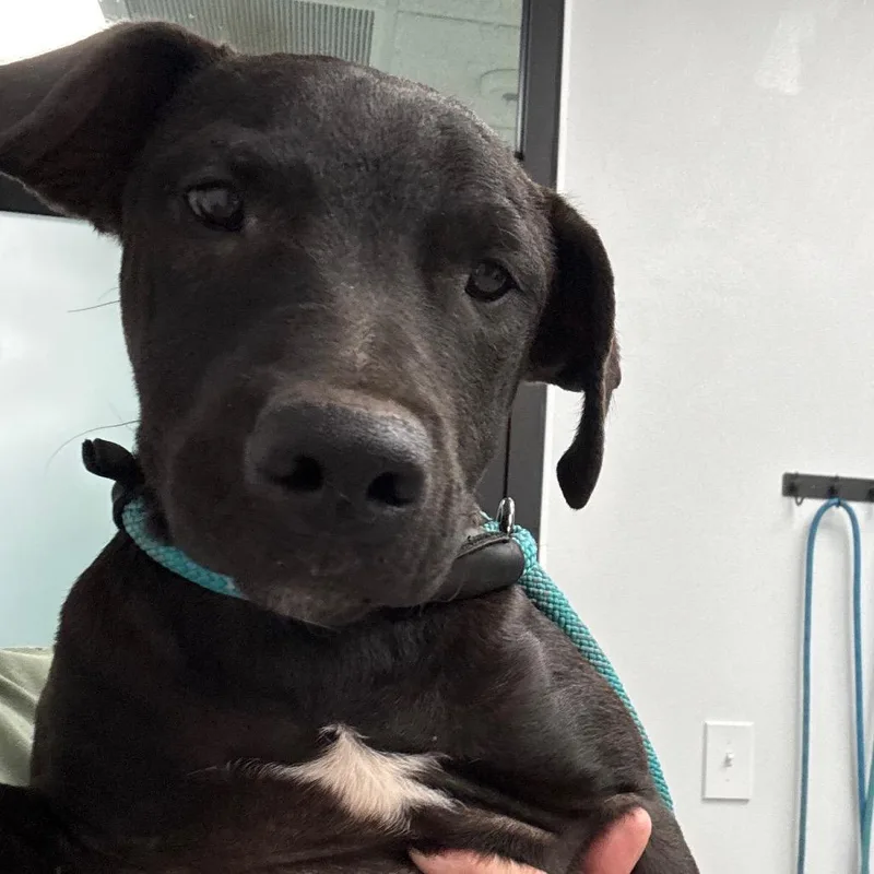 A baby medium-sized female Black Labrador Retriever dog named Fern for adoption in Abilene, TX