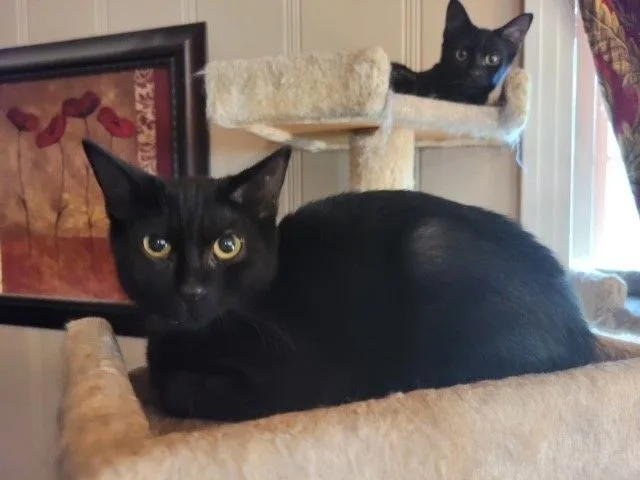 An adult large-sized male Domestic Short Hair cat named Goose for adoption in Tyler, TX