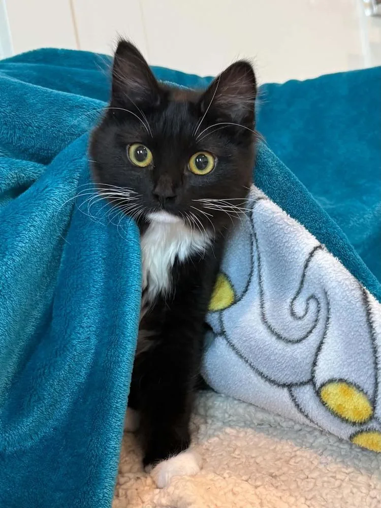A baby small-sized female Black & White / Tuxedo Domestic Short Hair cat named Onyx for adoption in Vancouver, WA
