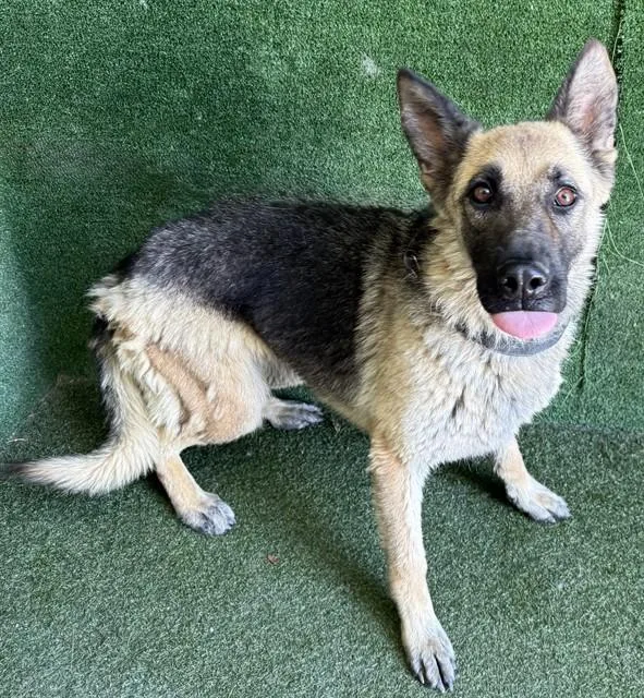 A young large-sized female German Shepherd Dog dog named Gilly for adoption in Lancaster, CA