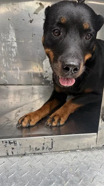 An adult large-sized female Mixed Breed dog named Peach for adoption in Dallas, TX