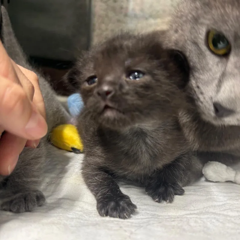 Blackwhitegrey thumbnail 2