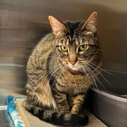 An adult medium-sized female Tabby (Brown / Chocolate) Domestic Short Hair cat named Teak for adoption in Warr Acres, OK