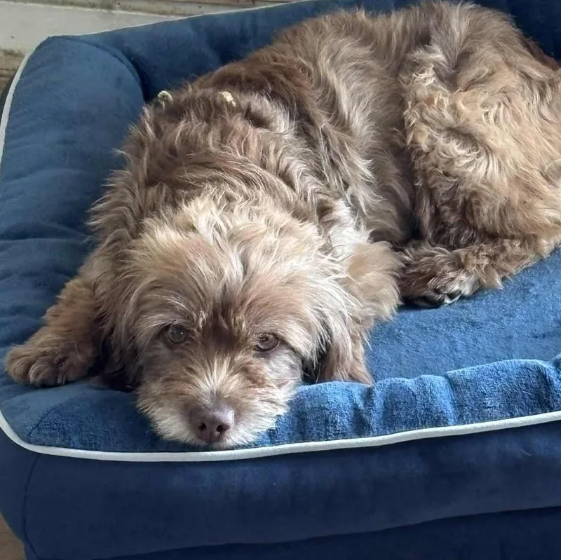 A young small-sized male Terrier dog named Sunshine for adoption in Cherry Hill, NJ