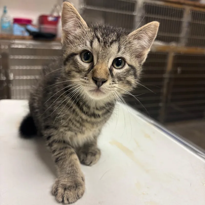 A baby small-sized male Brown / Chocolate Domestic Short Hair cat named Rigatoni for adoption in Ottawa, KS