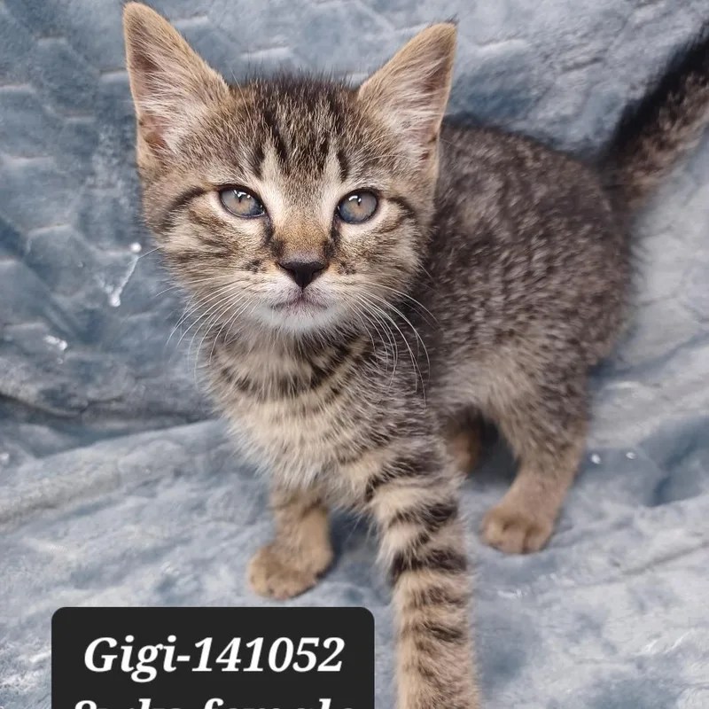 A baby small-sized female Domestic Short Hair cat named Gigi for adoption in New Tazewell, TN