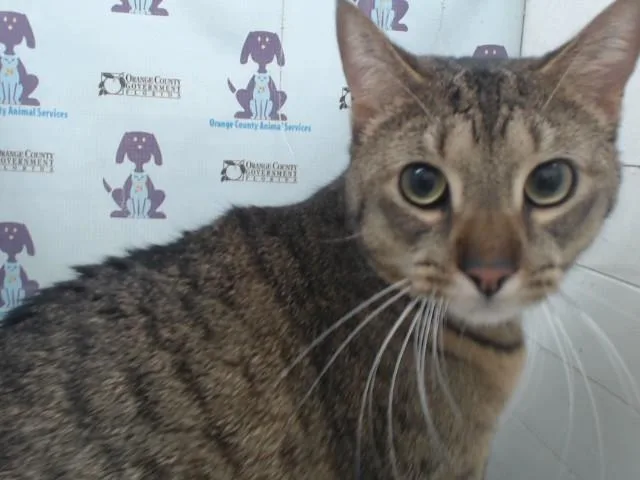 A young small-sized male Domestic Short Hair cat named Nugget for adoption in Orlando, FL