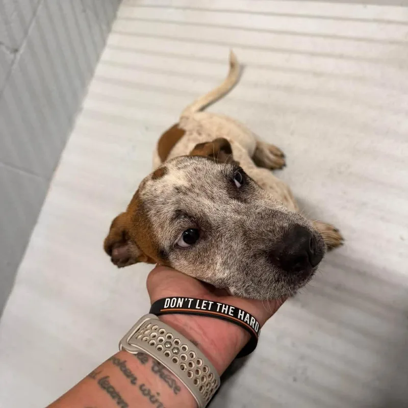 A baby medium-sized female Red / Chestnut / Orange Australian Cattle Dog / Blue Heeler dog named Amy for adoption in Austin, TX