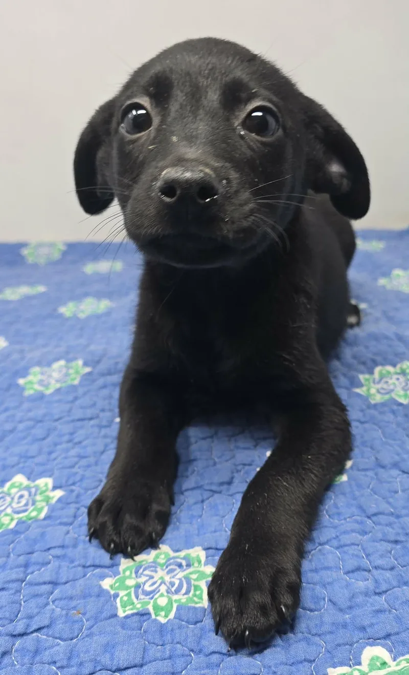 A baby medium-sized female Black Terrier dog named Adventura for adoption in New York, NY