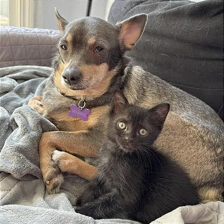 A baby small-sized male Black Domestic Short Hair cat named A Pete for adoption in Pleasant Hill, CA