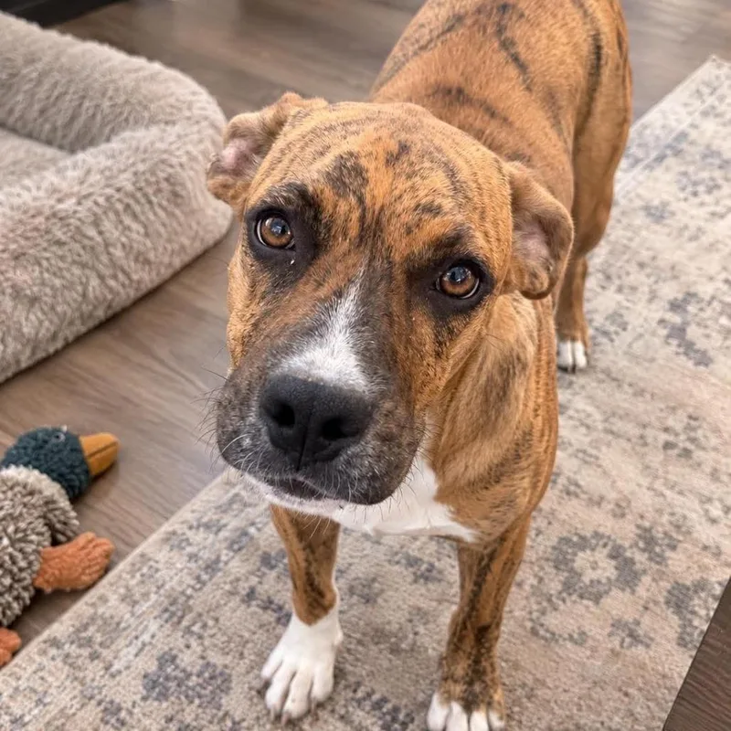 A baby medium-sized female Brindle Boxer dog named Trish for adoption in Shawnee, KS