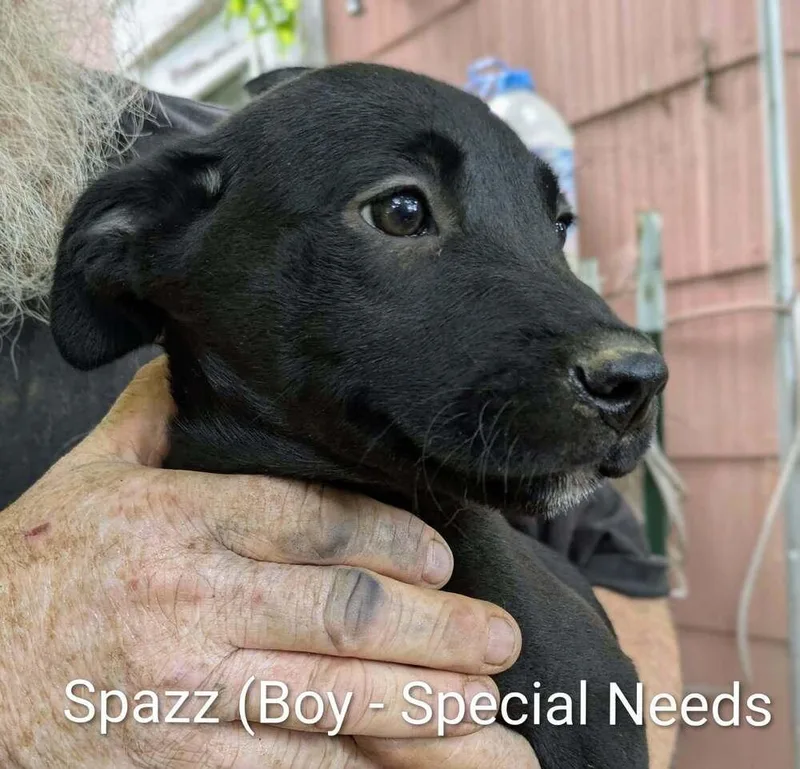 A baby medium-sized male Black Beagle dog named LLP Nina : Spazz for adoption in Aurora, IN